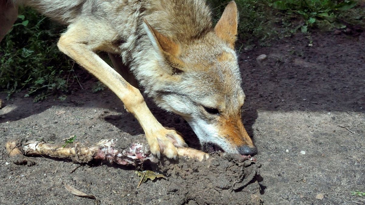 Szakal złocisty. Zdjęcie ilustracyjne