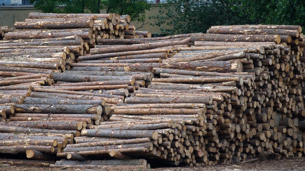 Jednym z największych odbiorców nielegalnie wywożonego z Ukrainy drewna jest Polska