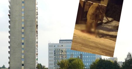 Jeleń zawisł na płocie. Umierał w cierpieniu