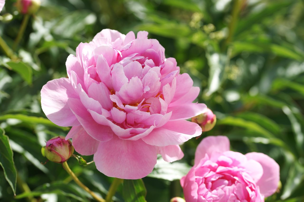 Tak zadbaj o piwonię w październiku, a rozkwitnie na wiosnę