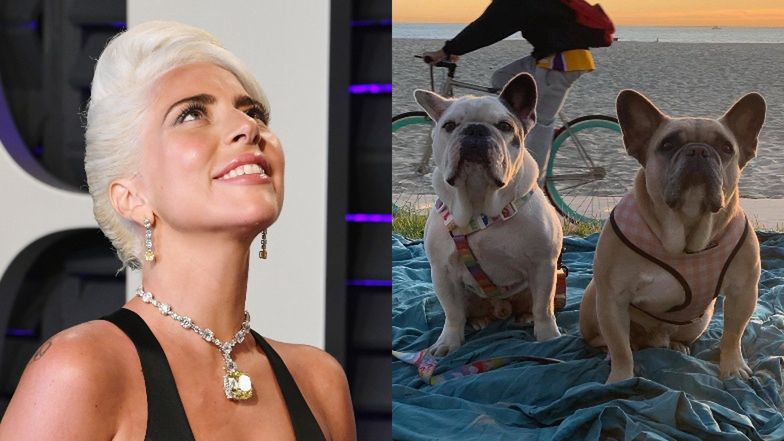 Buldogi Lady gagi zostały odnalezione