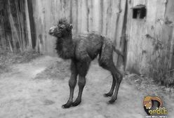 Wielbłąd Pączek z opolskiego ZOO nie żyje