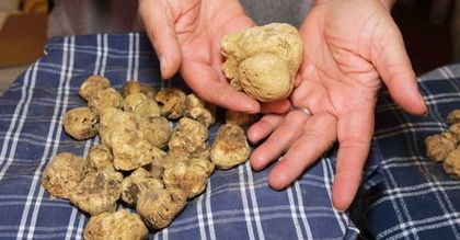 Cena trufli wzrosła astronomicznie. Winna susza