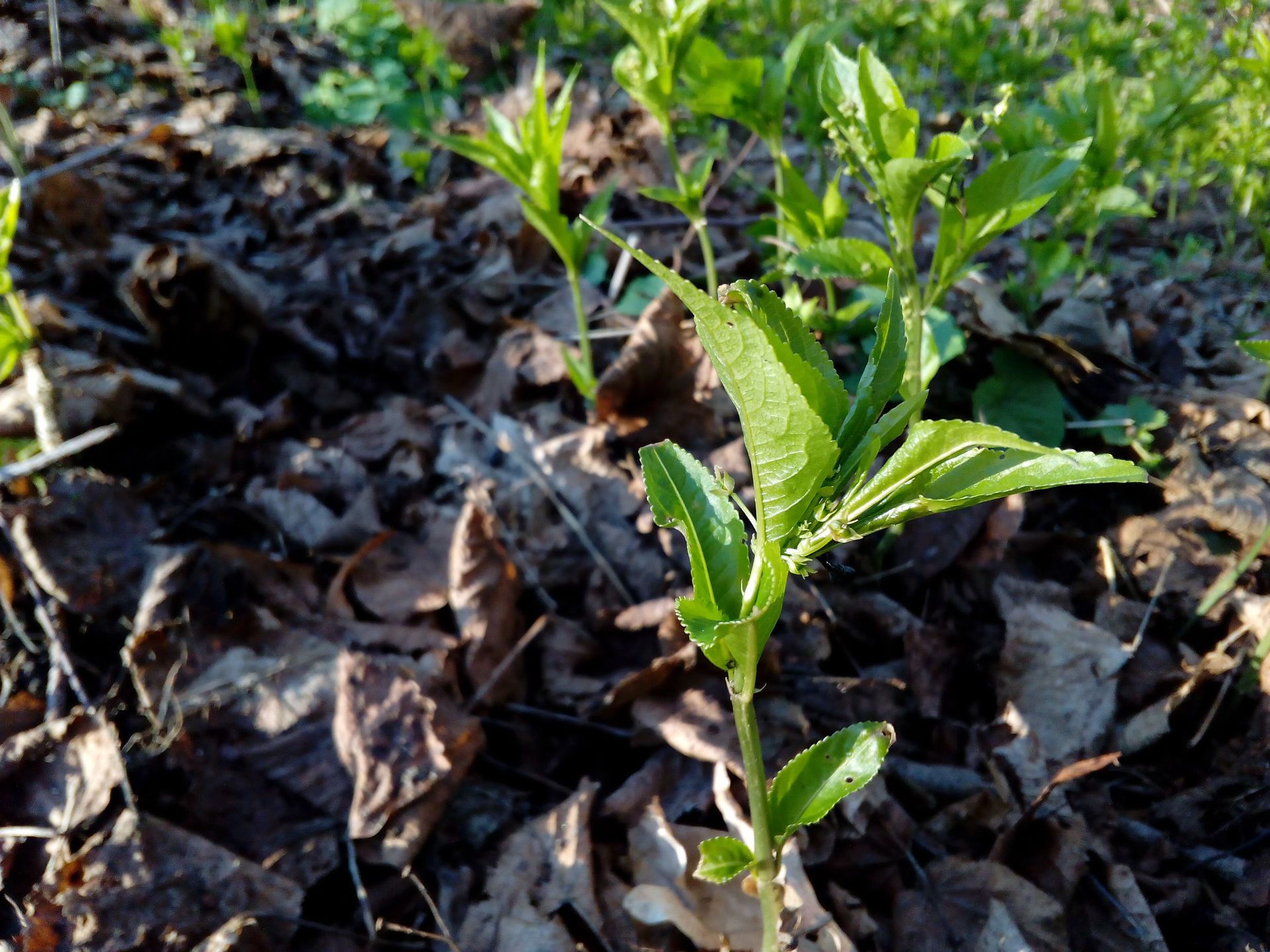 Honor Holly: da się polubić, o ile damy mu nieco czasu 9