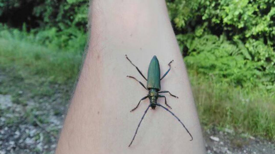 Niezwykły mieszkaniec lasu został uwieczniony na zdjęciu