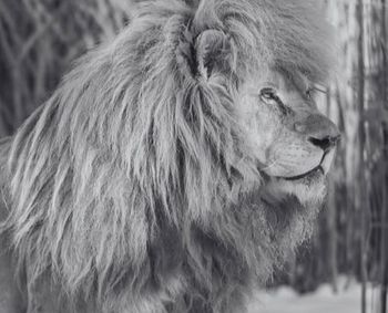 Pożegnanie Sahima. Był najstarszym białym lwem w Polsce