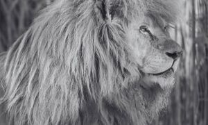 Pożegnanie Sahima. Był najstarszym białym lwem w Polsce