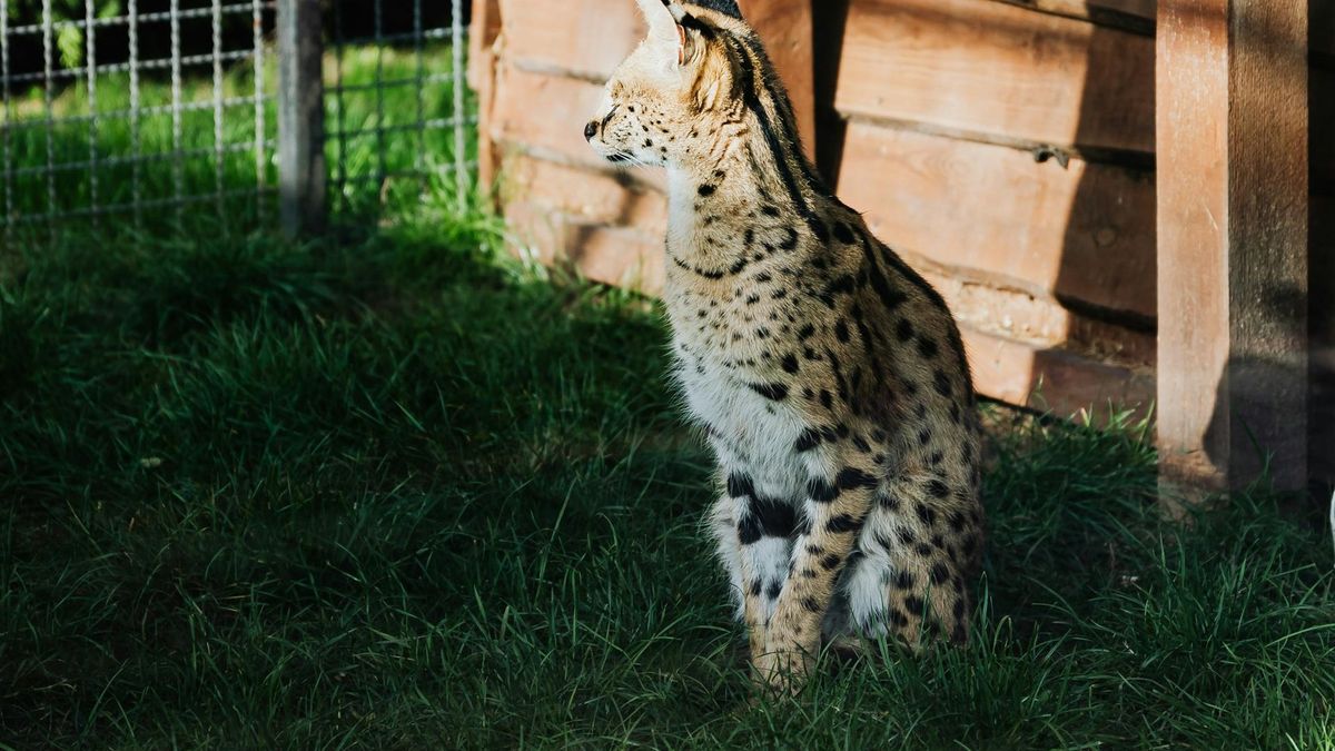 Z woliery w Bartągu uciekł serwal [zdj. ilustracyjne] 