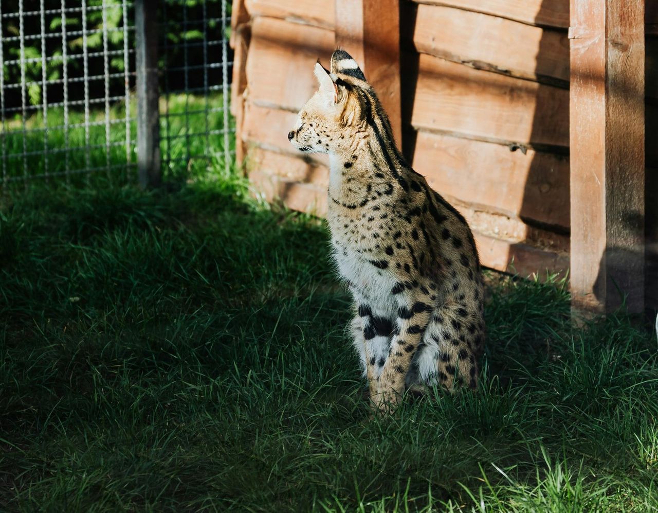 Serwal na wolności. Uciekł z woliery. Trwają poszukiwania