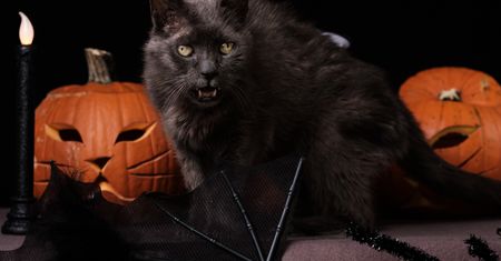 Halloween 2019: Zrobiłem sesję w schronisku, by pomóc w adopcji zwierząt