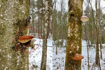 Spotkasz go w lesie cały rok. Tylko spójrz