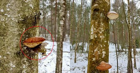 Spotkasz go w lesie cały rok. Tylko spójrz