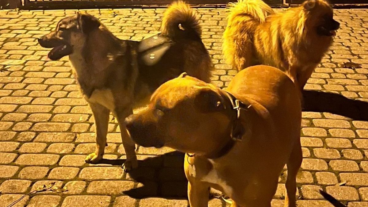 Trzy agresywne psy biegały po wsi.