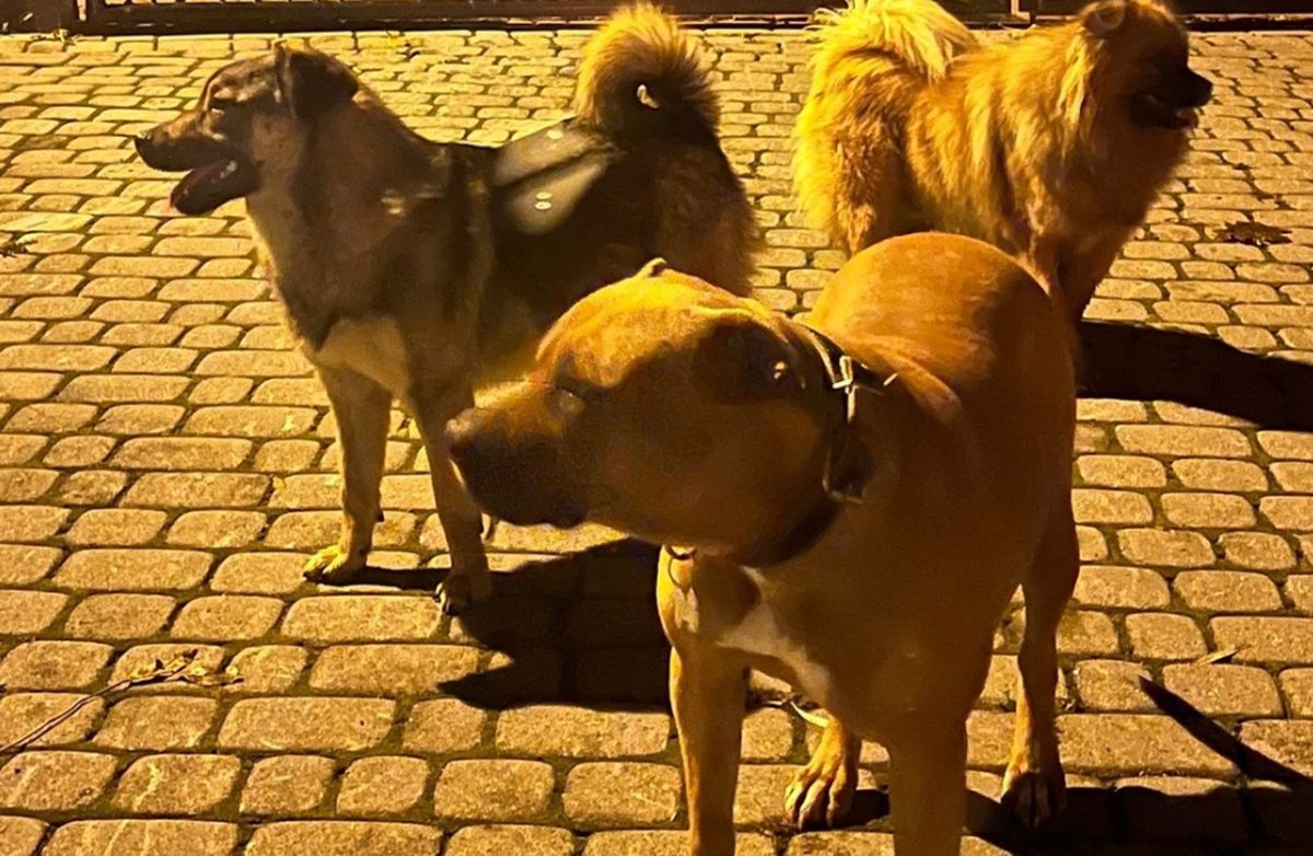 Agresywne psy na Podhalu. Opublikowano ich zdjęcia