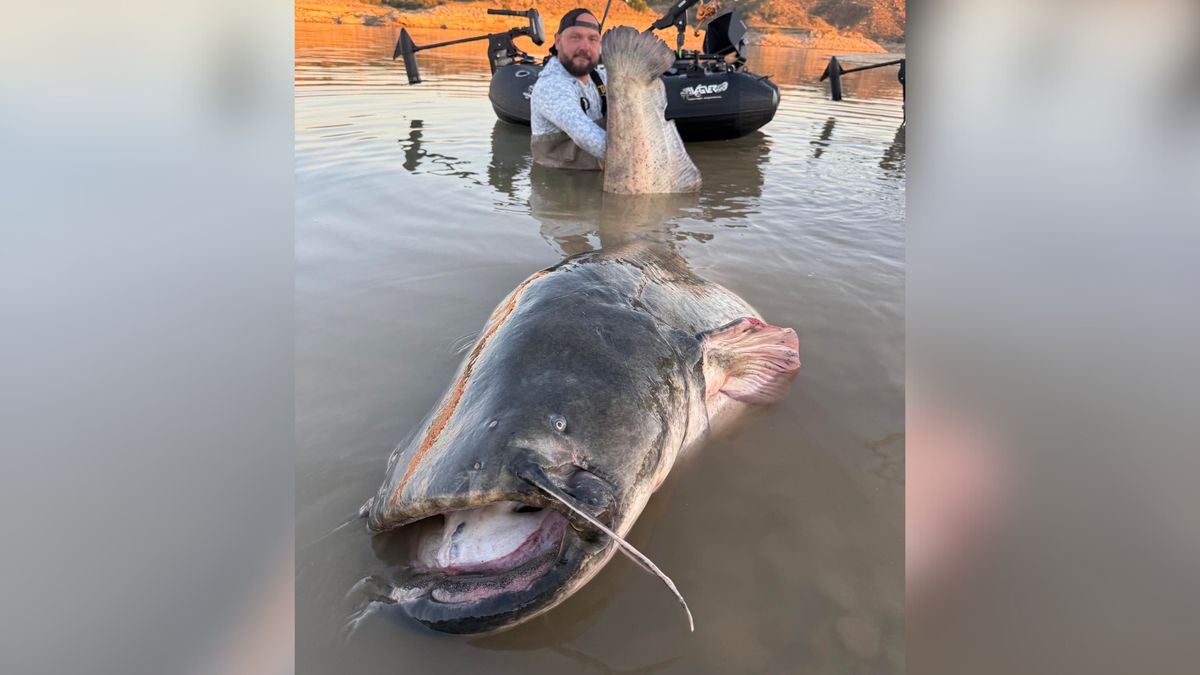 Złowił ogromnego suma.