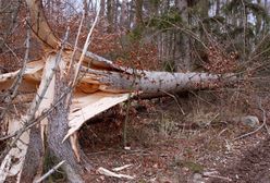 Gałąź spadła na mężczyznę. Nie żyje