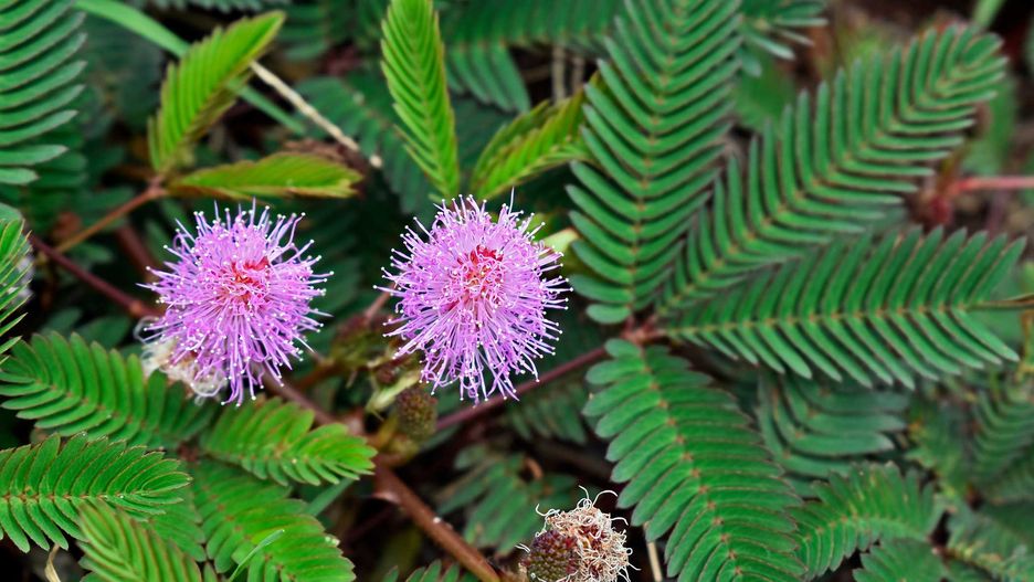 Mimoza wstydliwa reaguje na dotyk, składając liście w mniej niż sekundę