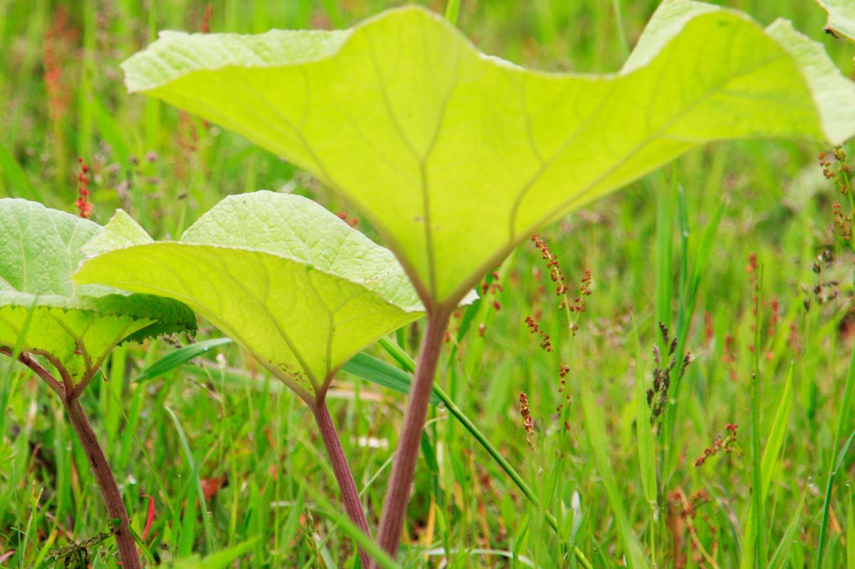 Butterbur is commonly found in Poland