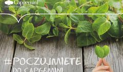 „Poczuj miętę” - Capgemini promuje się aromamarketingowo jako pracodawca