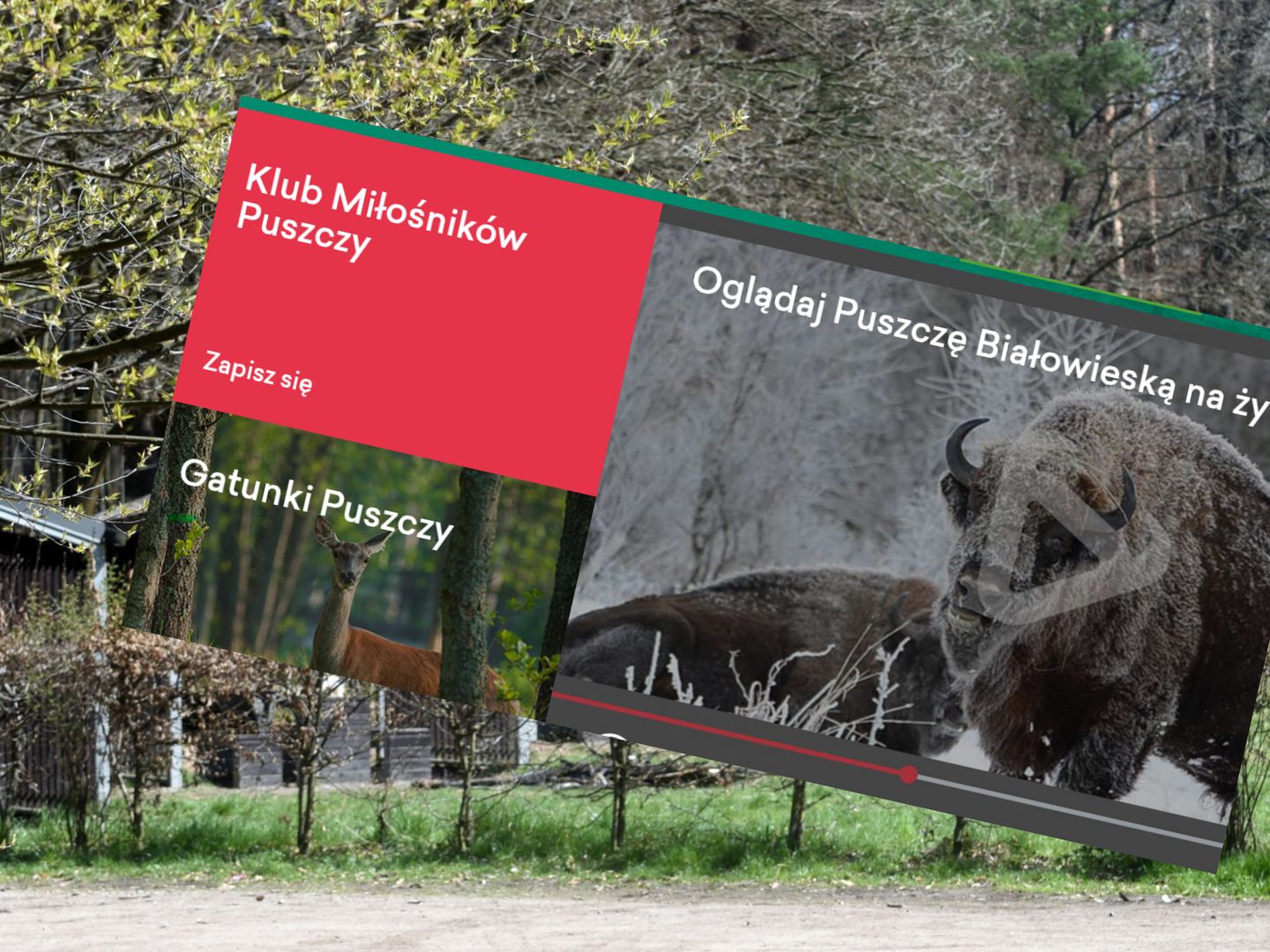 Koniec projektu Puszcza.tv. Ujawniono, na co poszły państwowe pieniądze