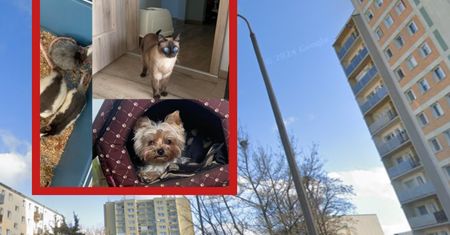 Zuchwała kradzież w Bydgoszczy. Z mieszkania zniknęły wszystkie zwierzęta