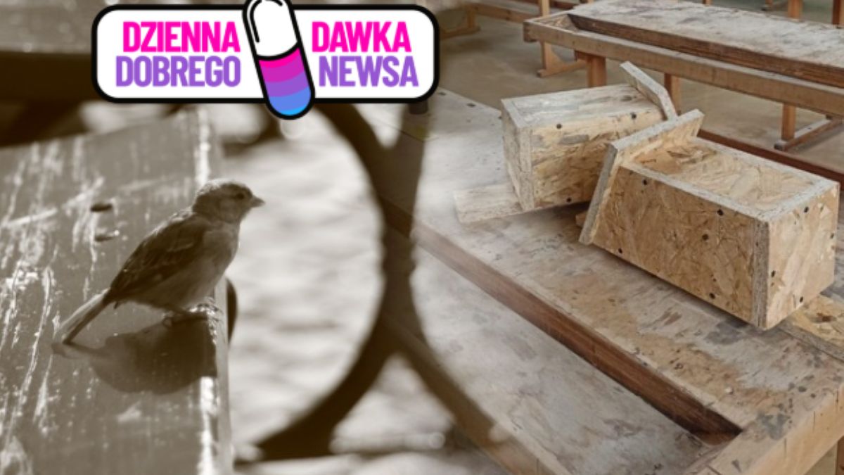 Ptasia kawalerka — niezwykły projekt szczecińskich uczniów