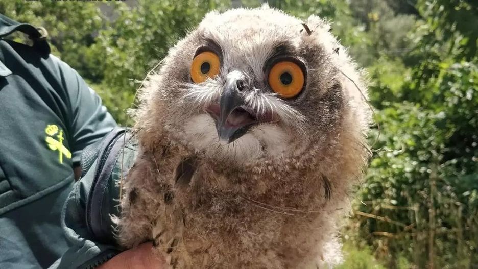 Gwardia Cywilna skonfiskowała sowy wystawiane do zdjęć na wyspie