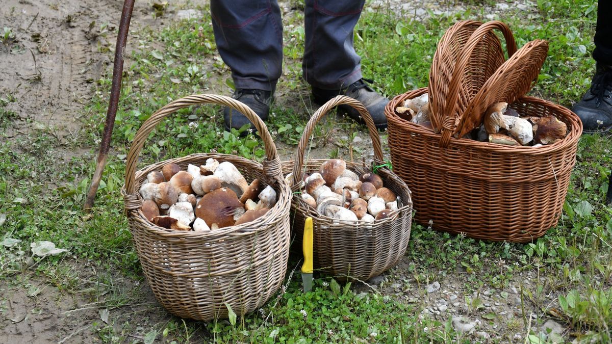 Eksperci wskazują, jakie grzyby i gdzie się pojawią