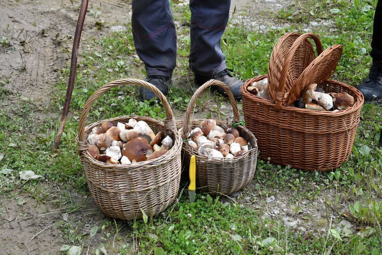 150 zł za kg tegorocznych grzybów. Znawcy mówią, kiedy będzie wysyp