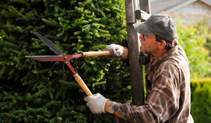 Wycięli tuje. Dostali wysoką karę. Zaskoczenie wśród emerytów