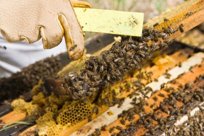 ARiMR przypomina: Ostatni tydzień na premię i pomoc dla pszczelarzy