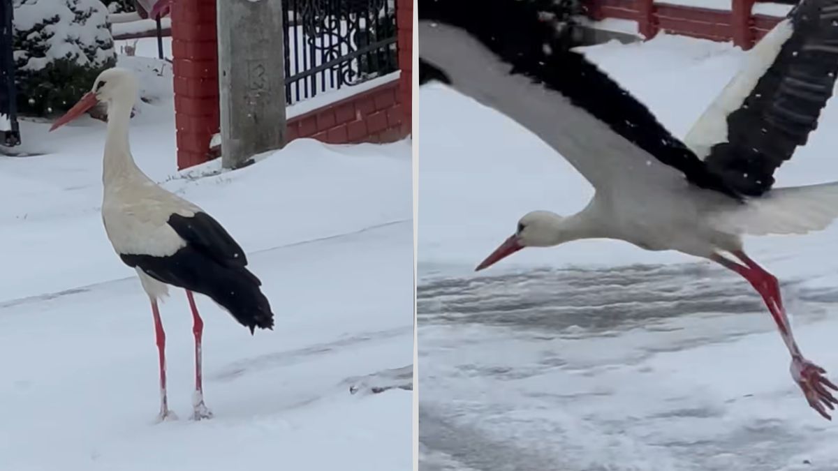 Widok bociana w zimowej scenerii poruszył internautów