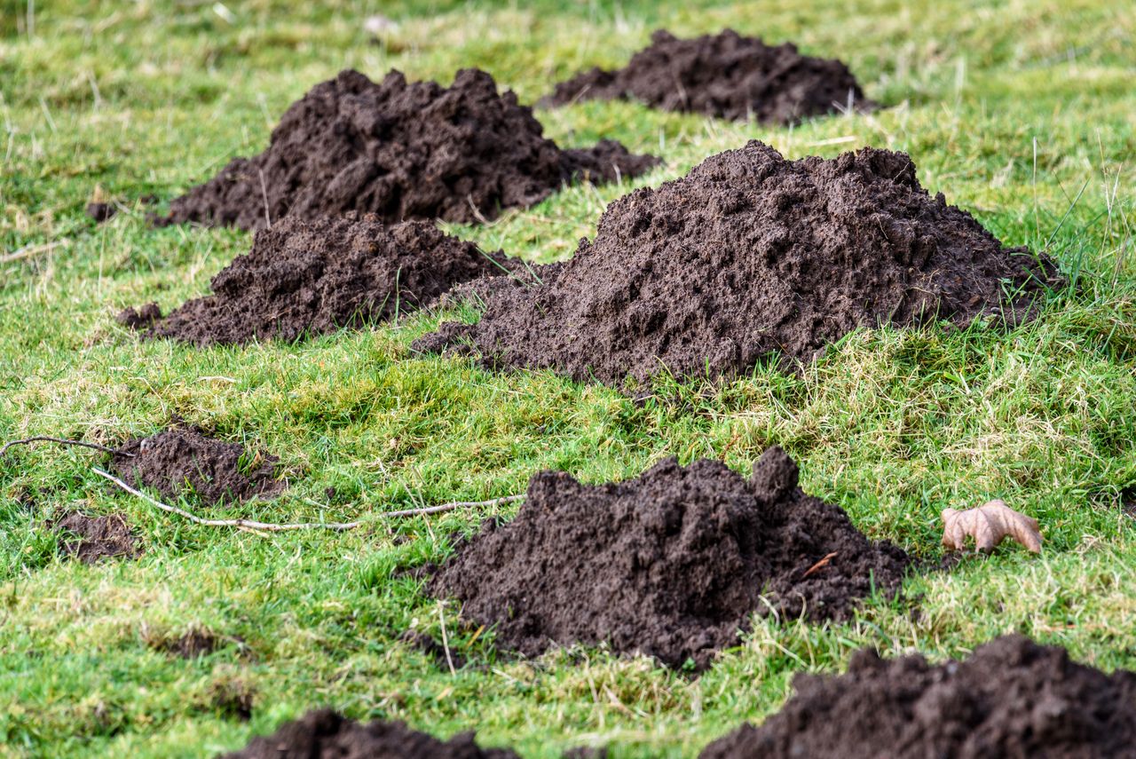 Włóż do kopca, gdy tylko go zauważysz. Krety same się wyniosą