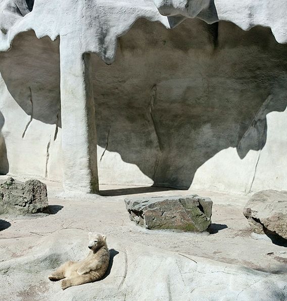 Melancholia i smutek zwierząt z ogrodów zoologicznych na poruszających zdjęciach 6