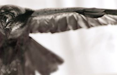 Lis, Mann, Torbicka, Szaranowicz i Żmijewski promują TVP (wideo)