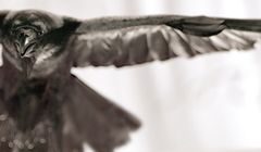 Lis, Mann, Torbicka, Szaranowicz i Żmijewski promują TVP (wideo)