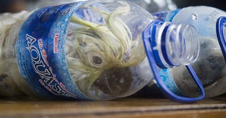 Indonezja. Koszmarny proceder. Papugi w plastikowych butelkach