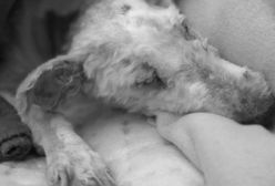 Wyrzuciła psa z balkonu. Sąd wymierzył jej karę za okrutne zachowanie