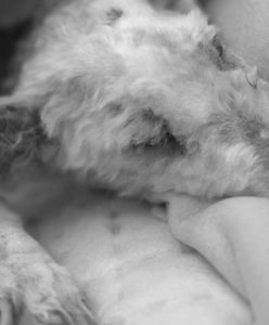 Wyrzuciła psa z balkonu. Sąd wymierzył jej karę za okrutne zachowanie