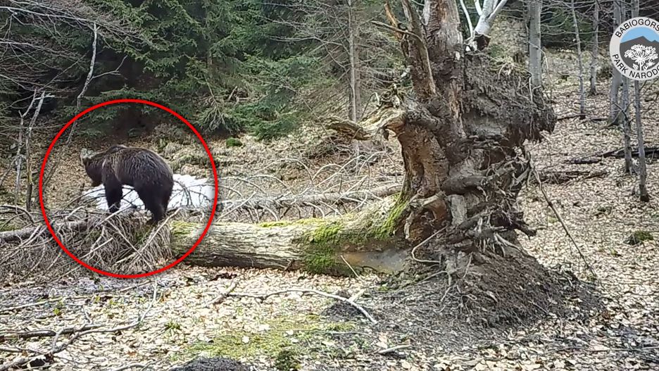 Fotopułapka nagrała niedźwiedzia 