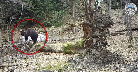 Niedźwiedź pod Babią Górą. Uchwyciła go fotopułapka