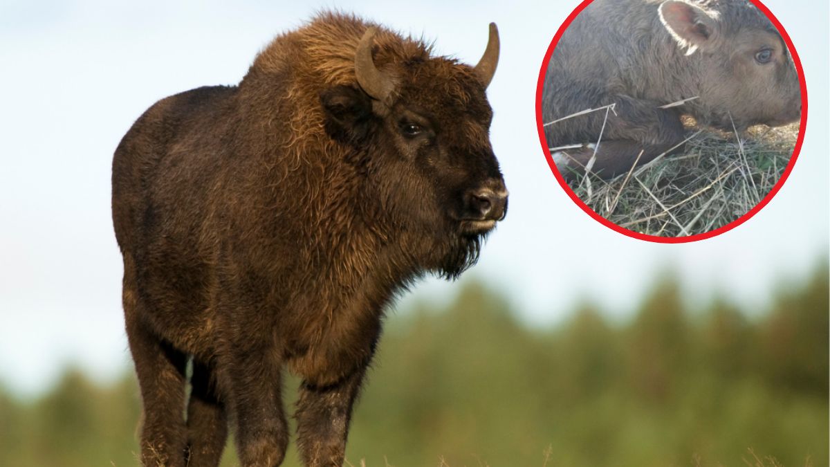 Żubr zostawił po sobie potomstwo