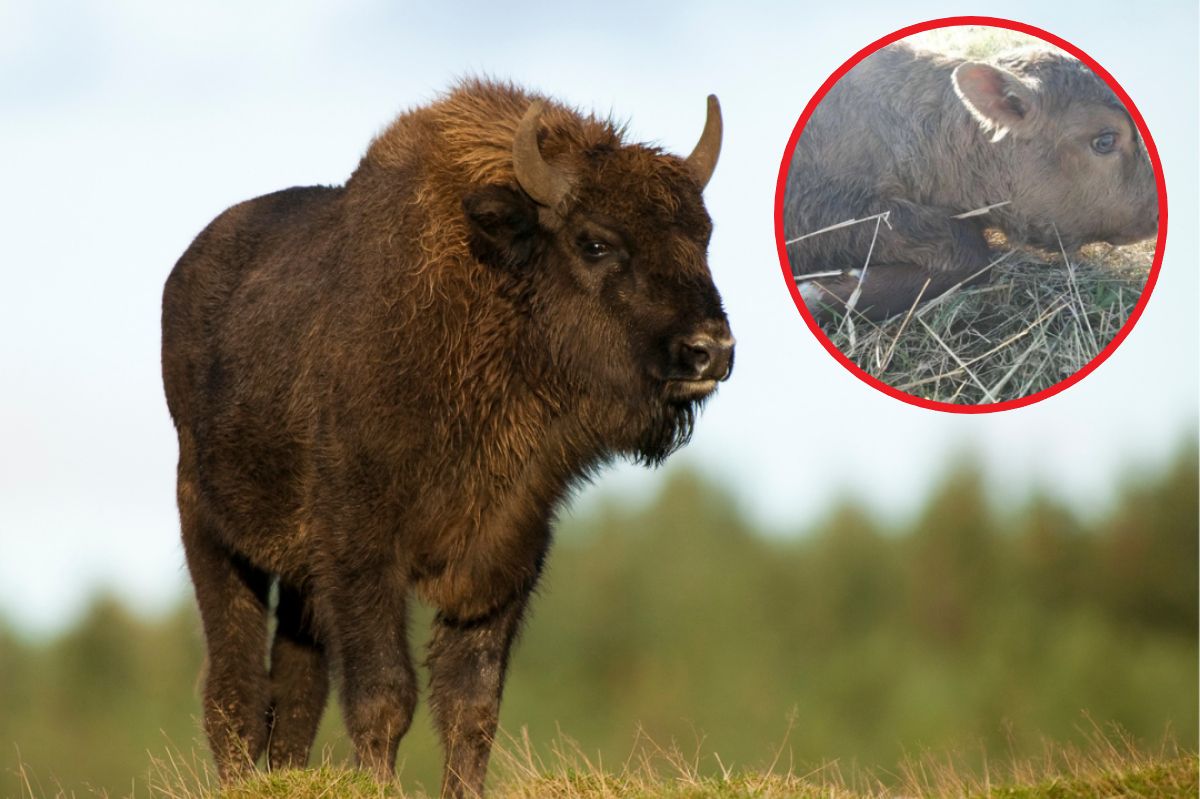 Kręcił się w pobliżu stada krów. Zostawił po sobie wyjątkowe potomstwo