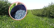 Pełne krzewy czekają. Rolnicy zachęcają do samozbiorów. Oto cena za kg