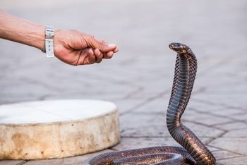 Tragedia w Egipcie. Wszystko się działo podczas hotelowego pokazu