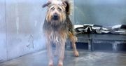 Lublin: Zimowa zbiórka dla podopiecznych schroniska w sklepach sieci Stokrotka