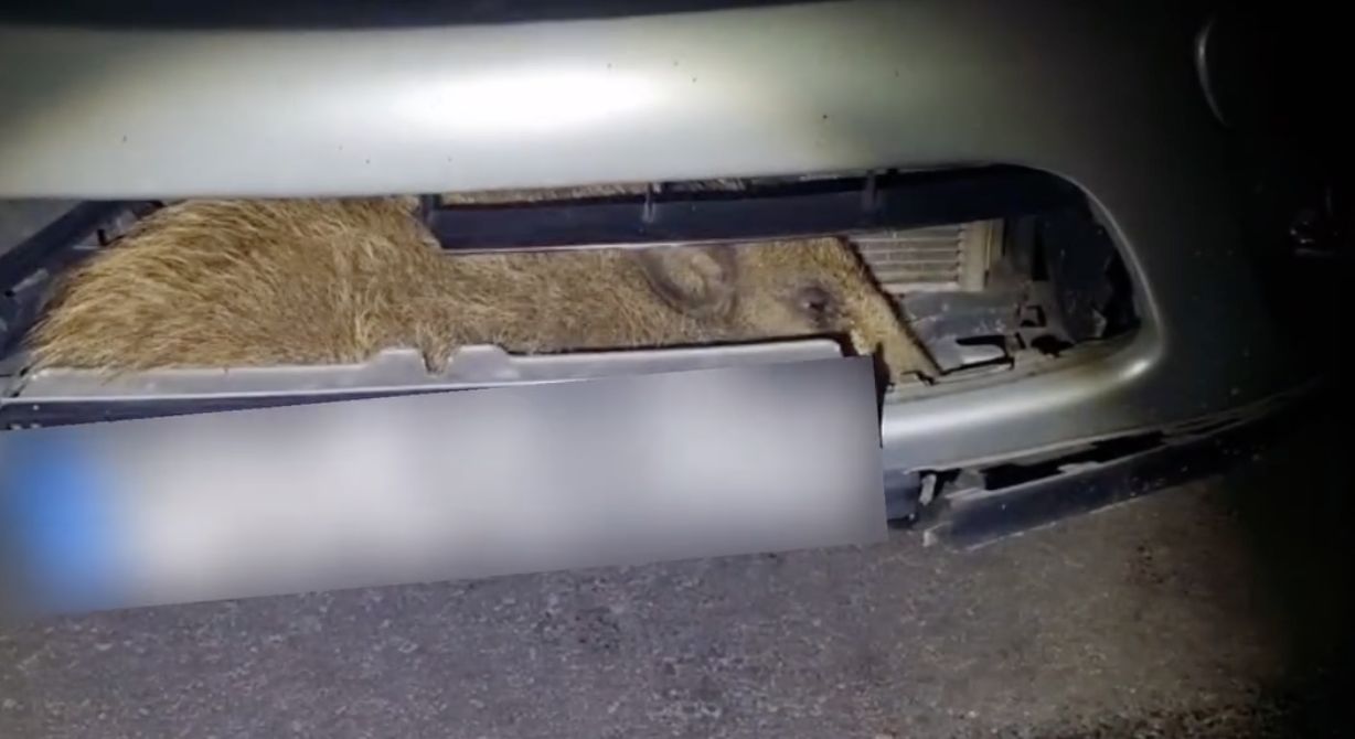 Dziki pasażer na gapę. Policjanci z Gostynia wyciągnęli zwierzę z komory silnika