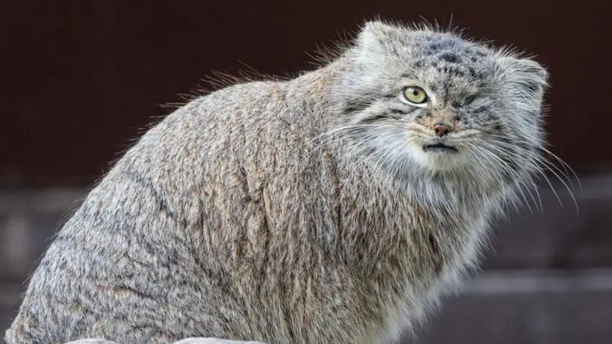 Bożenka, samica manula z poznańskiego zoo, odnalazła się.