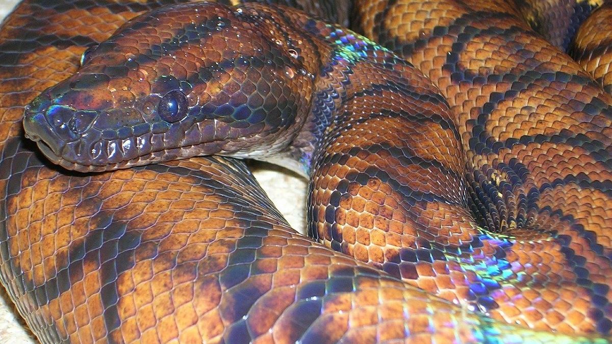 Boa tęczowy to wąż należący do rodziny dusicieli. 