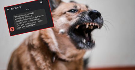Tajemniczy alert RCB. "Uwaga, nowe przypadki wścieklizny"